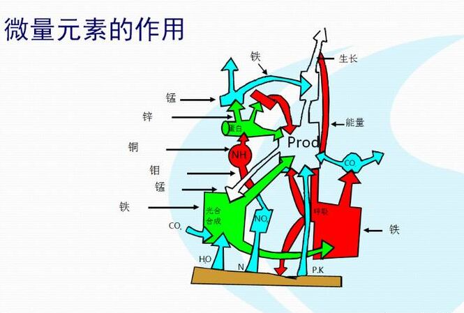 全自动榴莲视频app色版网站厂家分析体内微量元素的互相作用
