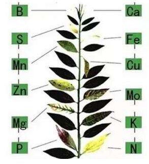 医用榴莲app破解版分析微量元素对作物生长的作用